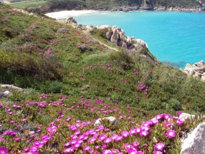 MeerMitMittagsblumen