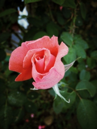 the rose - a sufi symbol for love, harmony and beauty