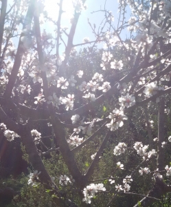 Mandelblüte im März auf CalaJami Blühende Bäume im Frühjahr auf Sardinien erleben.