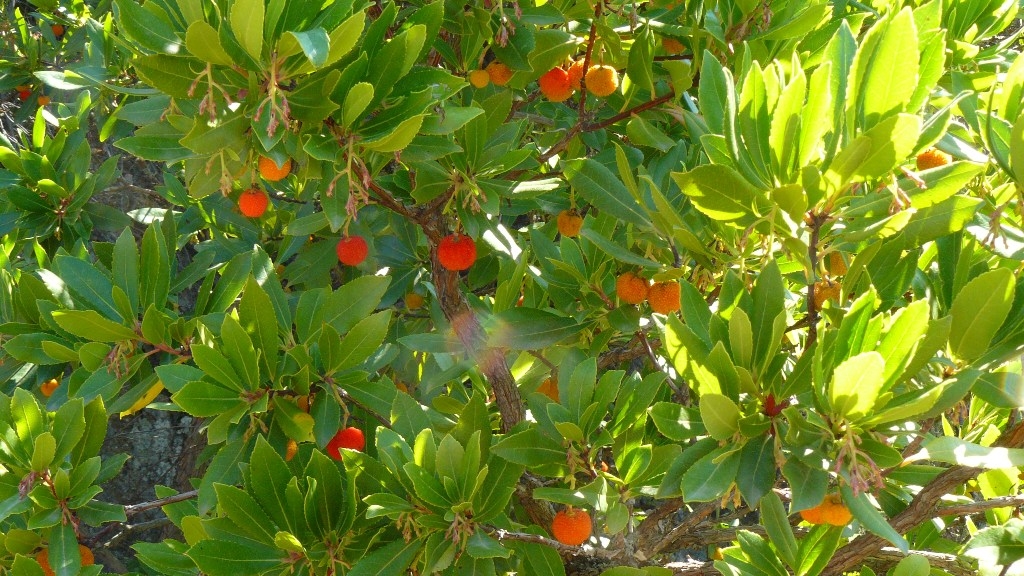Sardinien Erdbeerbaum
