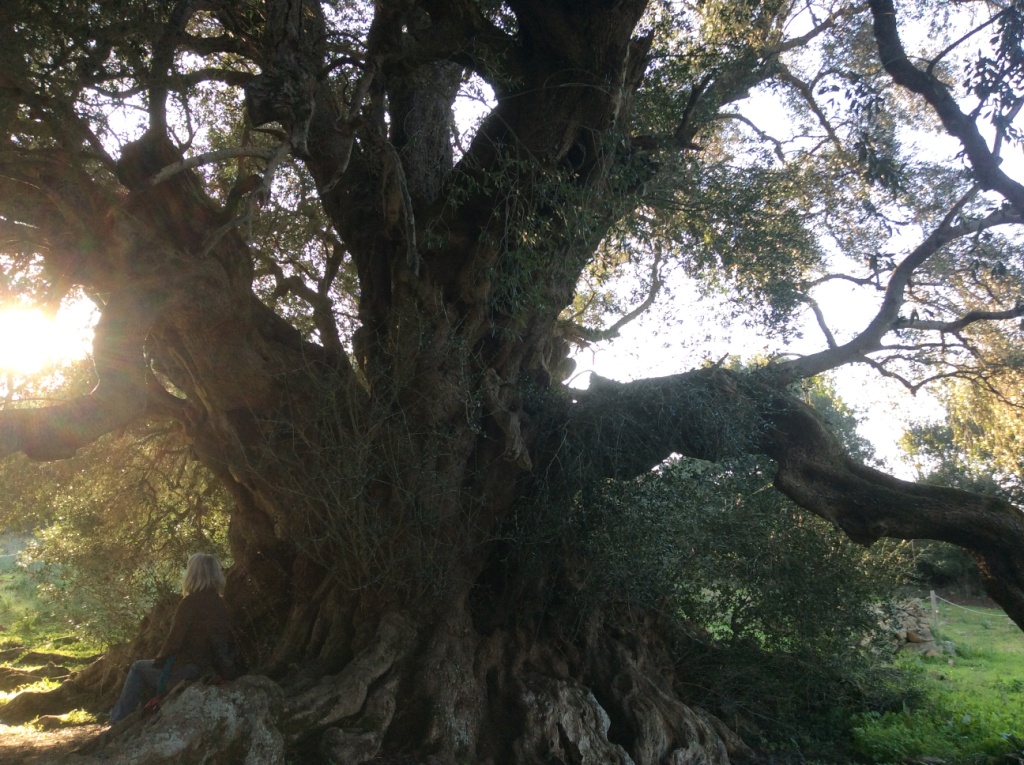 Olivenbäume können Tausende von Jahren alt werden und dennoch immer noch zahllose Früchte produzieren.