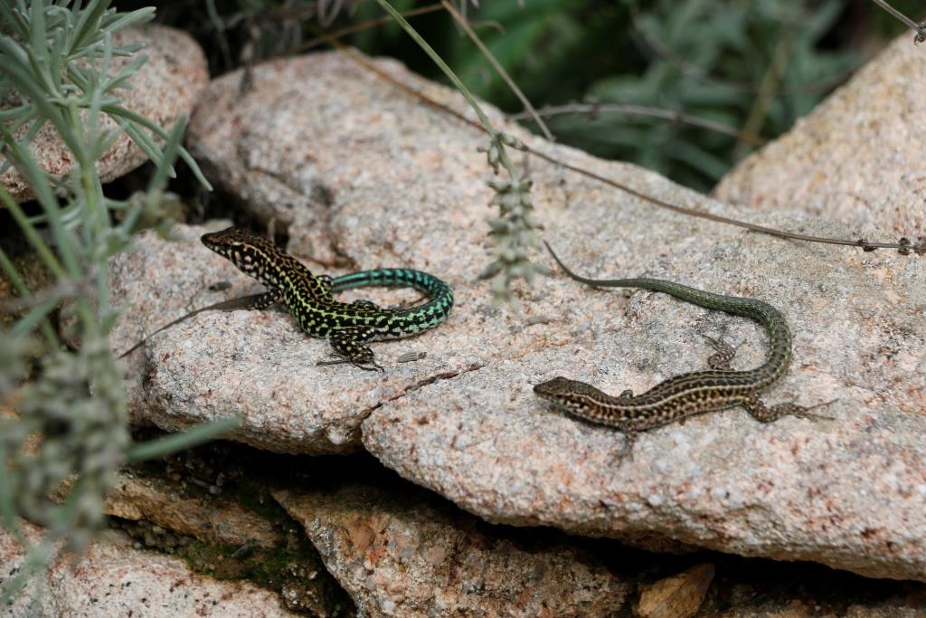 Lizards Sardinia