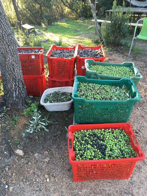 Gute Seele / Hausmeister gesucht 3 abbundant olive harvest