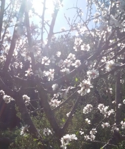 Fruehling auf CalaJami