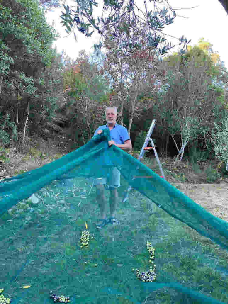 cheerful olive harvest Cala Jami 2020