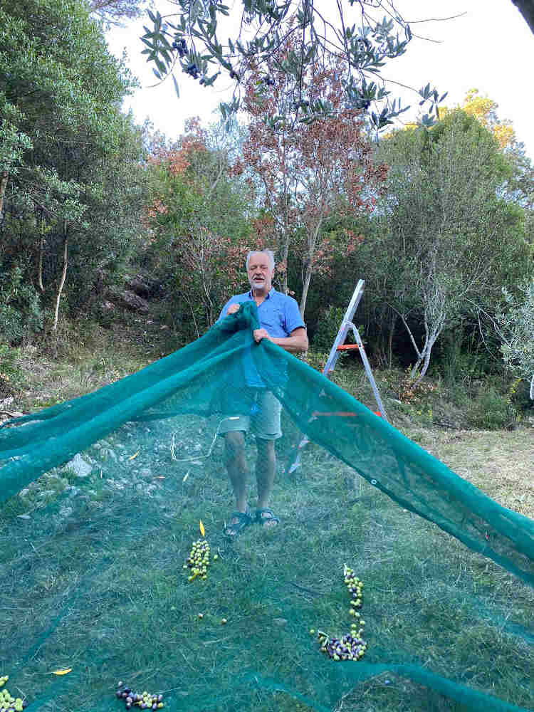 cheerful olive harvest Cala Jami Sufi meditation camp Sardinia