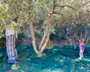 News 10 olive harvest 4