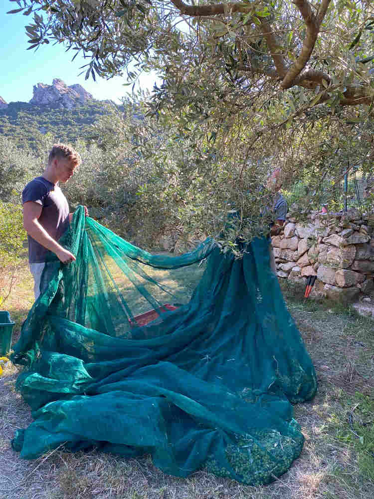 Sufi meditation camp Sardinia - olive harvest 2020