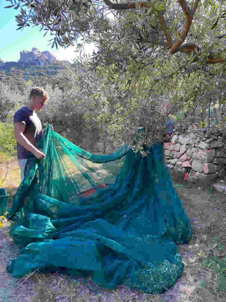 helping hands olive harvest 2020 Cala Jami