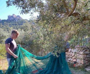 olive harvest Cala Jami Sufi Sardinia