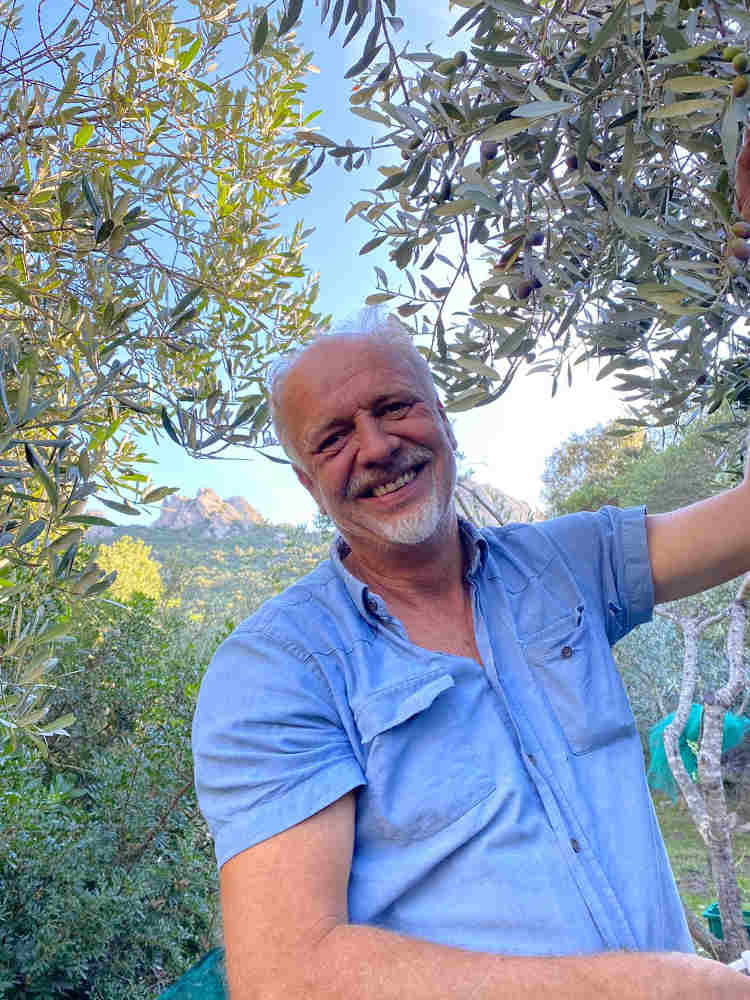 olive harvest 7