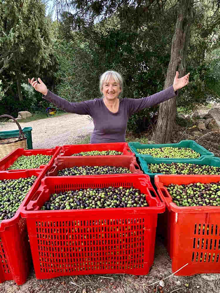 olive harvest Sufi Earth Spirit Cala Jami Sardinia 2020