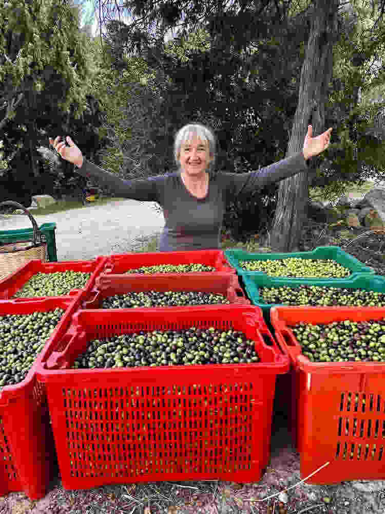 grateful for olive harvest Sufi meditation camp Cala Jami 2020