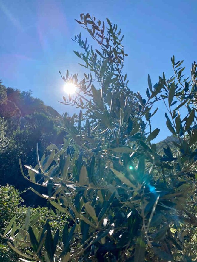 olive-harvest-9-