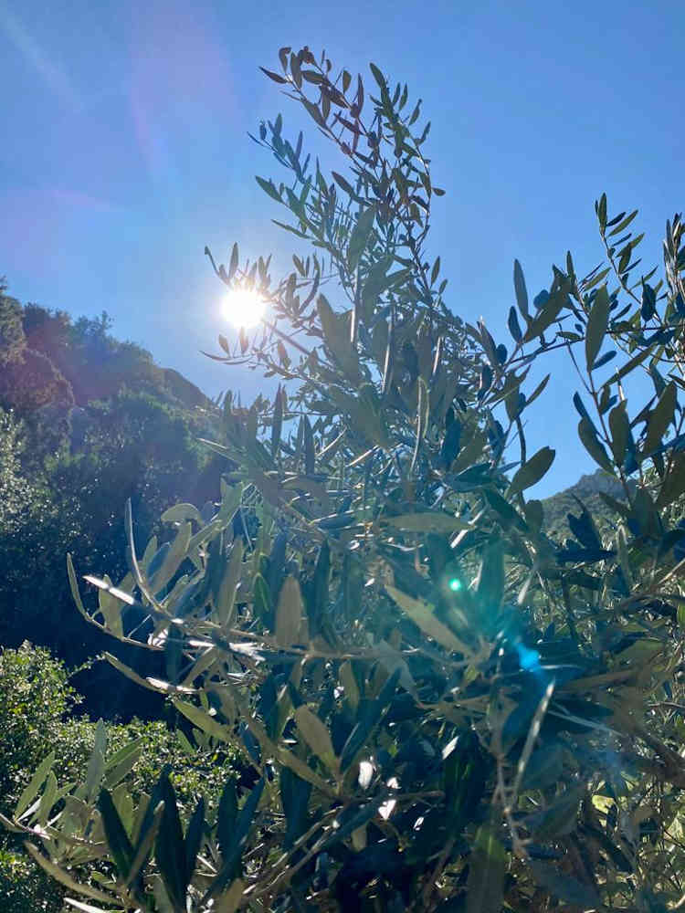 olive harvest 9