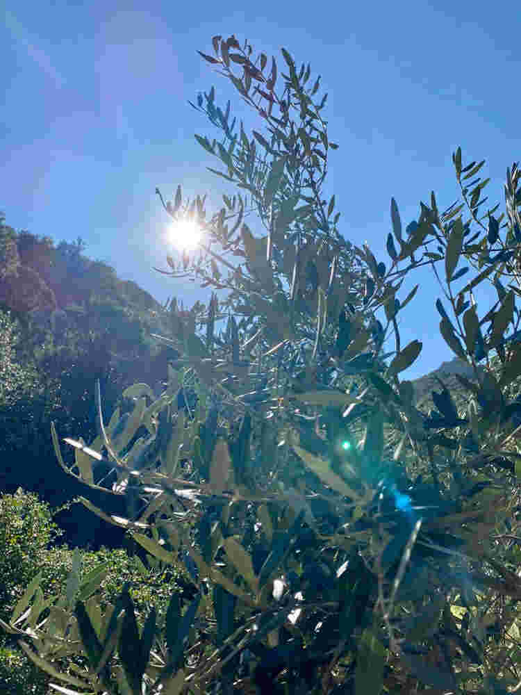 beautiful olive trees in sunny Sufi camp Cala Jami