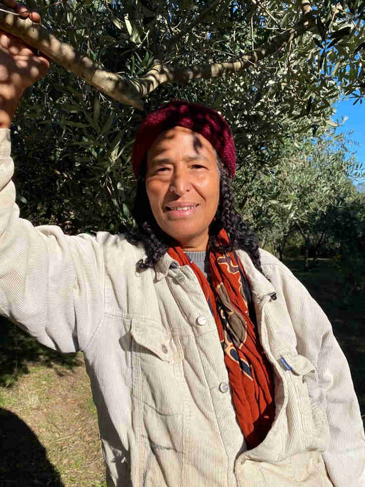 olive harvest Rashida