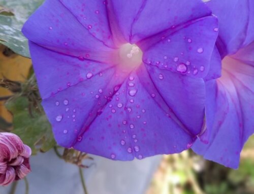 Zwanzig Jahre Cala Jami – freudige Jubiläumswoche